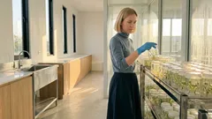 ไผ่ตัดอายุคืออะไร เทคโนโลยีเพาะเลี้ยงเนื้อเยื่อช่วยลดเสี่ยงไผ่ออกดอกยกแปลง